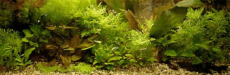 Schauaquarium mit Aquarienpflanzen