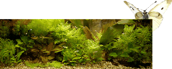Bepflanztes Aquarium