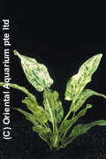 Echinodorus Marble Queen