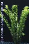 Lagarosiphon major