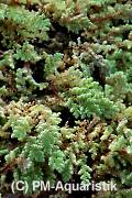 Azolla