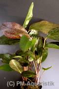 Echinodorus Golden Flame