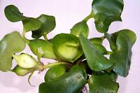 Eichhornia crassipes