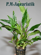 Lagenandra thwaitesii