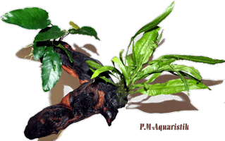 Mopaniwurzel mit Anubias/Javafarn