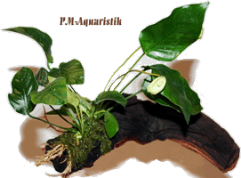 Mopaniwurzel mit 1 Anubias