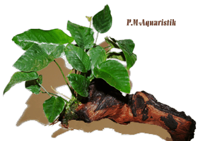Mopaniwurzel mit 2 Anubias