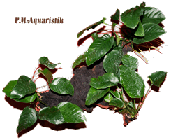 Mopaniwurzel mit 3 Anubias