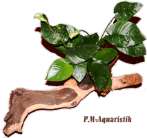 Mopaniwurzel mit 1 Anubias