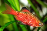 Barbus conchonius