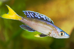 Cyprichromis leptosoma
