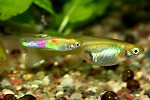 Guppy blond