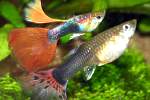 Guppy Triangel