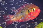 Hemichromis sp.