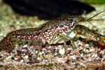 Procambarus sp.