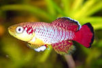 Nothobranchius guentheri