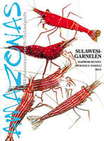 Amazonas 33