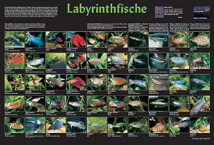 Labyrinthfische