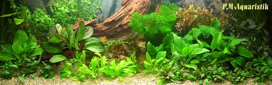 Aquarium frisch eingerichtet Pflanzenaquarium