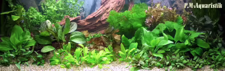 Schauaquarium mit Aquarienpflanzen