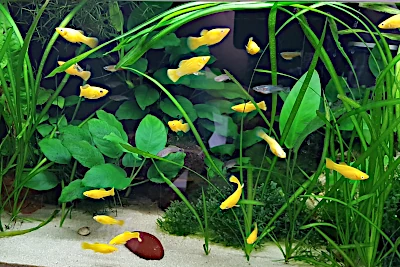 Goldmollys im Aquarium