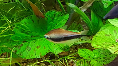 Kaisersalmler im Aquarium Kaisersalmler