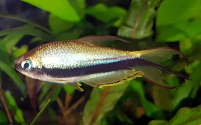 Kaisersalmler im Aquarium