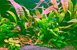 Gesunde Zierfische im Aquarium