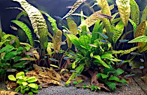 Gesunde Zierfische im Aquarium