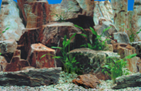 Rückwandfolie für Aquarien bei PM-Aquaristik Onlineshop