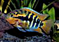 Herotilapia multispinosa, Puzzle