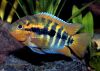 Herotilapia multispinosa, Puzzle