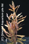 Ammannia gracilis