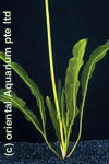 Aponogeton henkelianus