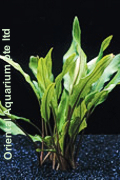 Cryptocoryne lutea