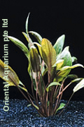 Crytocoryne wendtii `Mi Oya`