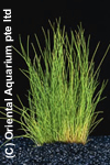 Eleocharis acicularis