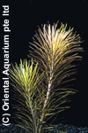 Pogostemon stellatus