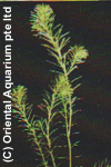 Hydrilla verticillata