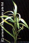 Hygrophila salicifolia
