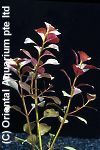 Ludwigia repens