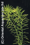 Myriophyllum aquaticum
