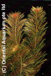 Myriophyllum tuberculatum