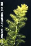 Utricularia