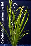 Vallisneria spiralis ´Leopard´