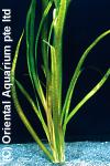Vallisneria rubra serpenta