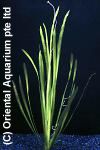 Vallisneria spiralis