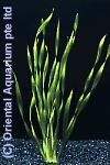 Vallisneria tortifolia