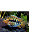 Herotilapia multispinosa, Puzzle