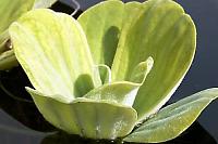 Pistia stratiotes